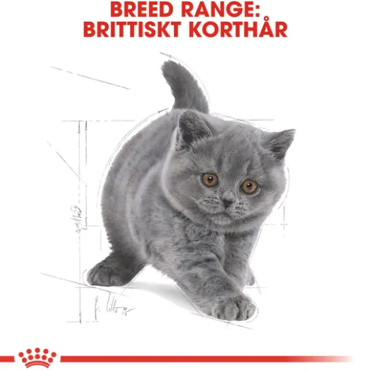 Royal Canin British Shorthair Kitten Torrfoder för Kattunge 2 kg