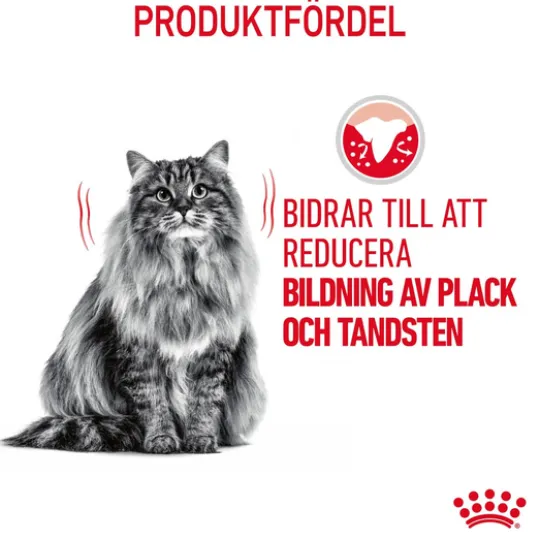 Royal Canin Dental Care Adult Torrfoder för Katt 1,5 kg