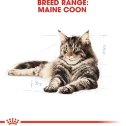 Royal Canin Maine Coon Adult Torrfoder för Katt 2 kg
