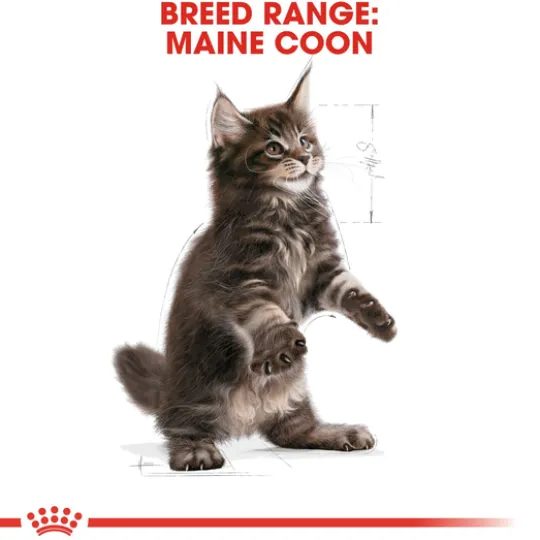 Royal Canin Maine Coon Kitten Torrfoder för Kattunge 4 kg