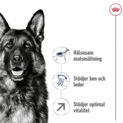 Royal Canin Maxi Adult 5+ Torrfoder för Hund 15 kg