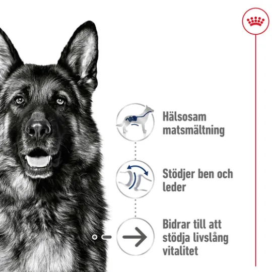 Royal Canin Maxi Ageing 8+ Torrfoder för Hund 15 kg