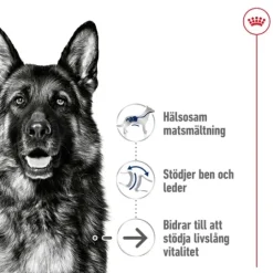 Royal Canin Maxi Ageing 8+ Torrfoder för Hund 15 kg