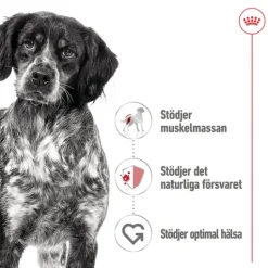 Royal Canin Medium Adult Gravy Våtfoder för Hund 1,4 kg