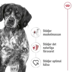Royal Canin Medium Adult Torrfoder för Hund 10 kg