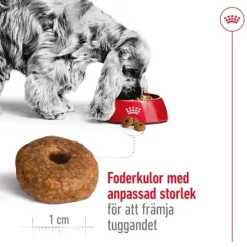 Royal Canin Medium Ageing 10+ Torrfoder för Hund 15 kg