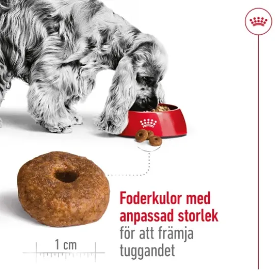 Royal Canin Medium Ageing 10+ Torrfoder för Hund 15 kg