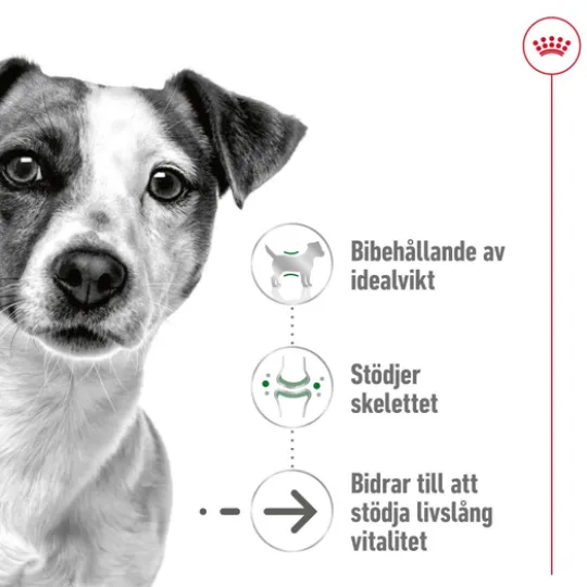 Royal Canin Mini Ageing 12+ Torrfoder för Hund 3,5 kg