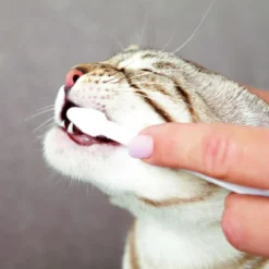 Trixie Tandvårdsset Katt med Tandkräm & 2 Tandborstar